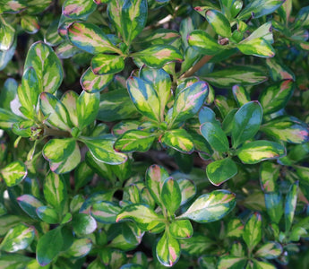 Best Winter Colour Evergreens