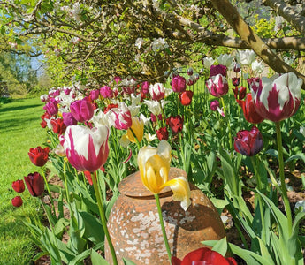 Time to talk tulips