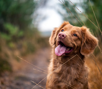 How to take better dog photographs