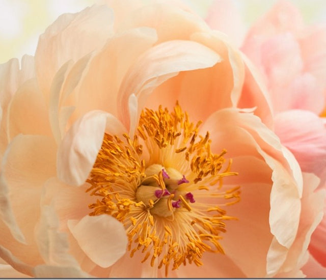 The Latest Floristry Trends By Expert Flowerona Learning with