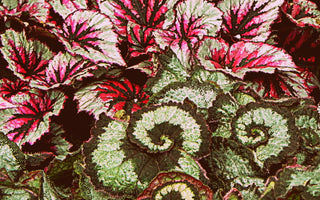 Whatever happened to houseplants?