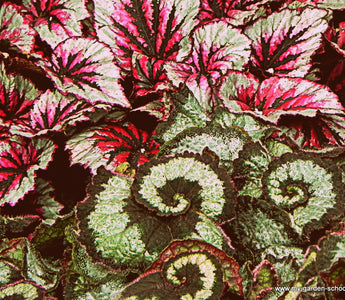 Whatever happened to houseplants?