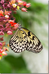 How to Photograph Butterflies
