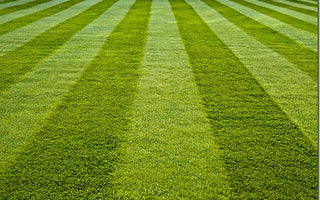 How to sow a new lawn