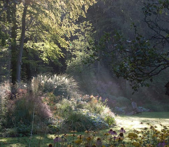 Gardening Bucks Recession as a Growth Industry
