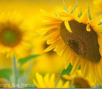 5 Top Tips For Better Plant & Flower Photography