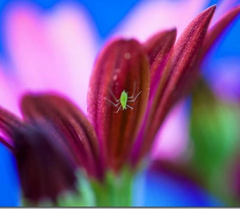 Garden Pests - Prevention and Control