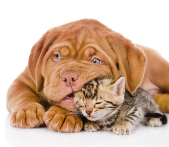 Pet Photography - It's Never Been More Popular!