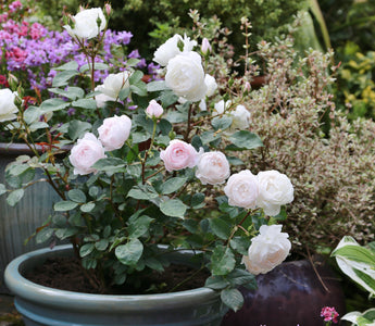 How to grow a rose in a pot