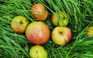 The apple of my eye