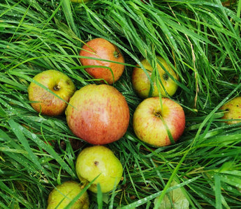 The apple of my eye