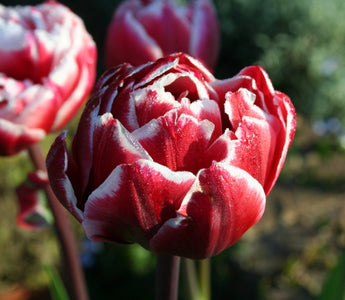 Tulips; A few of my favourites!