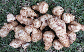 Jerusalem Artichokes