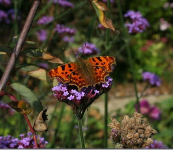 A Wildlife friendly garden: What do you want to know?