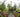 Crossing Continents: a muliti-cultural society of plants in a garden