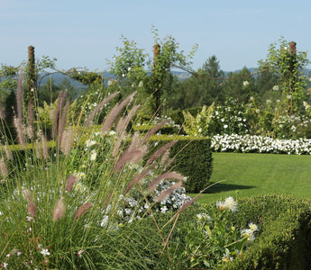 Adding light height to your planting