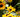 Organic Gardening; Controlling weeds, pests & diseases nature&rsquo;s way