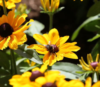 Organic Gardening; Controlling weeds, pests & diseases nature&rsquo;s way