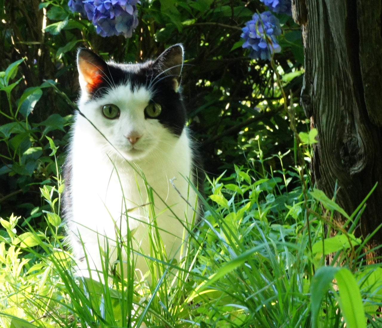Gardens for Cats Learning with Experts Staging