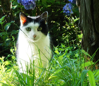 Gardens for Cats
