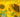 Sunflowers – The flower of 2015