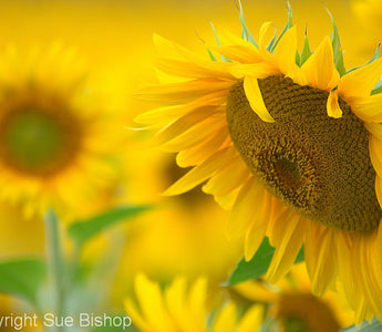 Sunflowers – The flower of 2015
