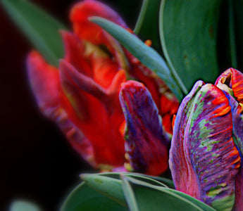Great Places to Buy Plants and Seeds Online