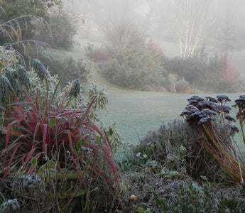 Andy's Adventures in Gardening: Frost, friend or foe?