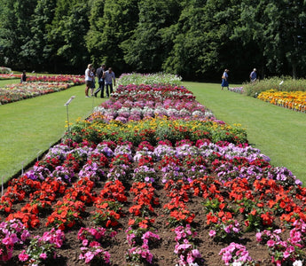 Summer bedding showcase; report from the trial grounds