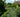 Great Dixter; a wonder or a wilderness?