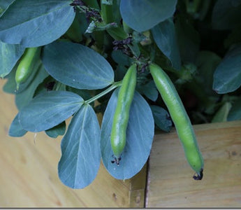 Harvesting Broad Beans and carrots from my raised planter
