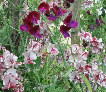 The Scented Garden