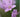 In Praise of Pastels