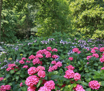 Hydrangeas for Shade