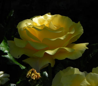 Time to think about roses