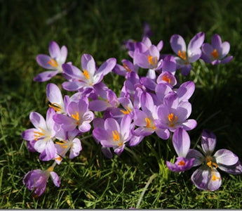 An Early Spring in English Gardens