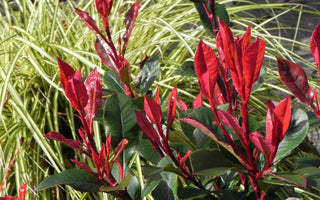 The top ten shrubs for pots