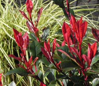 The top ten shrubs for pots