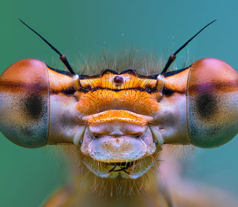 Make the most of macro this spring