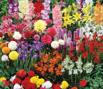 What Are The Best Summer Bulbs for Cutting?