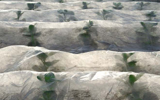 How to Use Horticultural Fleece