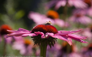 Planting for late summer colour – Garden Designer Kate Gould gives her views