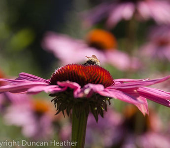 Planting for late summer colour – Garden Designer Kate Gould gives her views