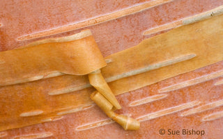 Macro Photography: Photographing Patterns in Nature