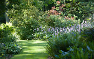 10 Great Plants For Dry Shade