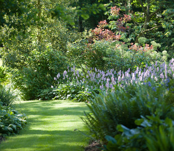 10 Great Plants For Dry Shade