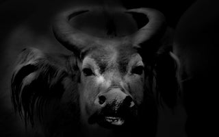 How to Create Low Key Fine Art Black & White Images