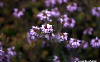 Winter Heathers; great for ground cover, winter colour and cut flowers