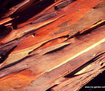 Barking up the right tree; beautiful bark: tone, texture and temptation