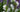 Scents of Summer: Fragrant flowers for the summer garden